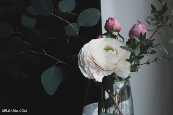  عکس گل آلاله کوهی