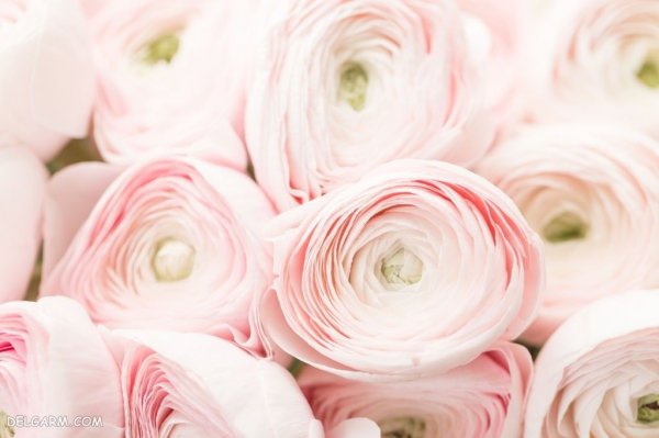  عکس گل آلاله کوهی