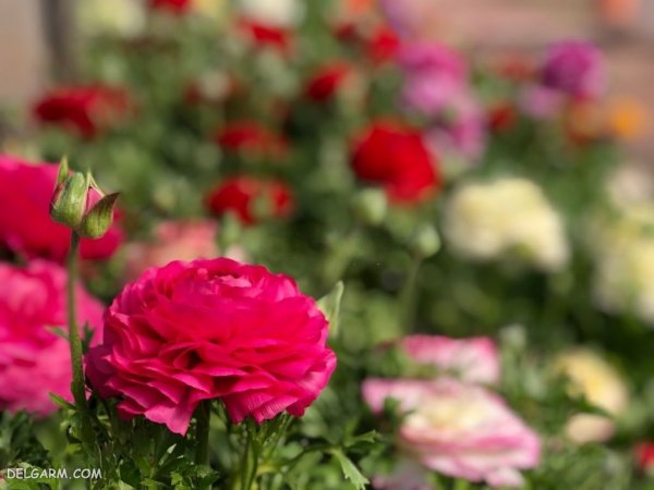  عکس گل آلاله کوهی