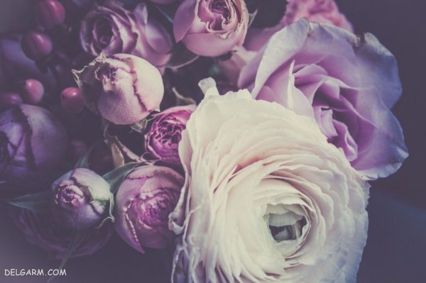  عکس گل آلاله کوهی