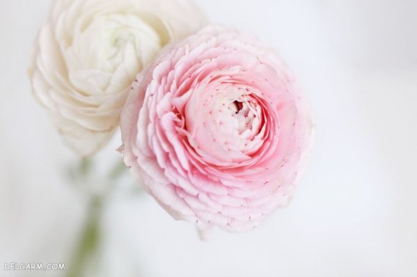  عکس گل آلاله کوهی