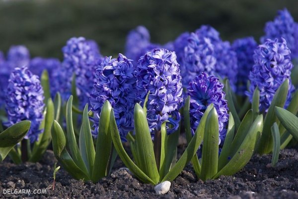 دانلود عکس گل سنبل با کیفیت