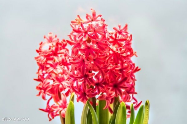  دانلود عکس گل سنبل با کیفیت