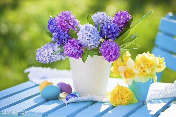  دانلود عکس گل سنبل با کیفیت