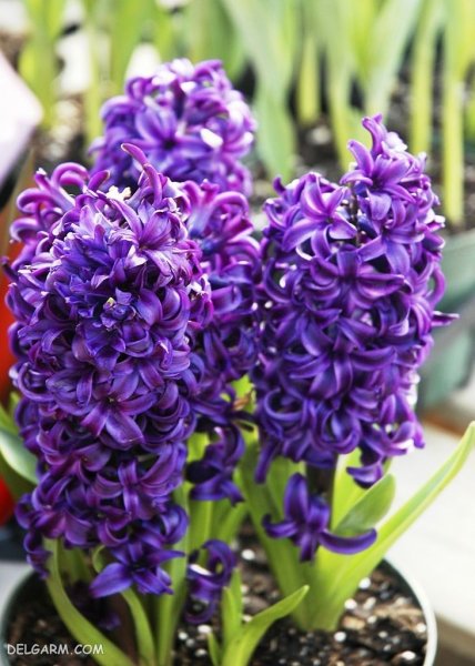  دانلود عکس گل سنبل با کیفیت