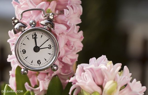  دانلود عکس گل سنبل با کیفیت