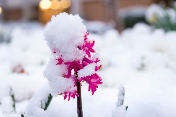  دانلود عکس گل سنبل با کیفیت