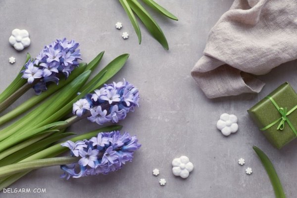  دانلود عکس گل سنبل با کیفیت