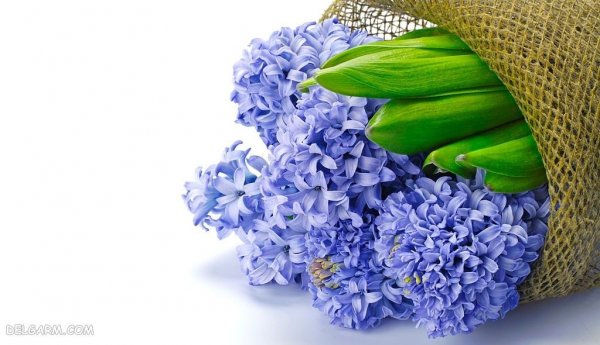  دانلود عکس گل سنبل با کیفیت