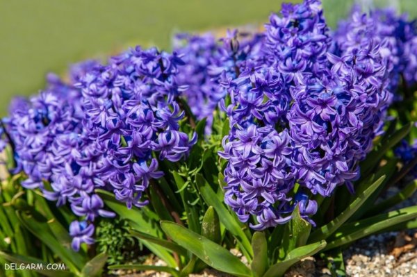  دانلود عکس گل سنبل با کیفیت