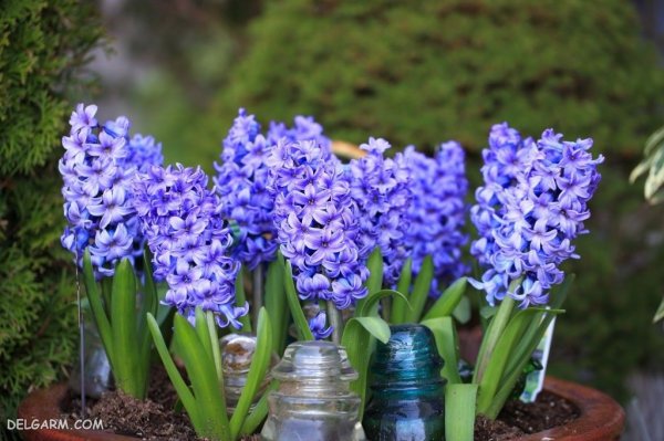  دانلود عکس گل سنبل با کیفیت