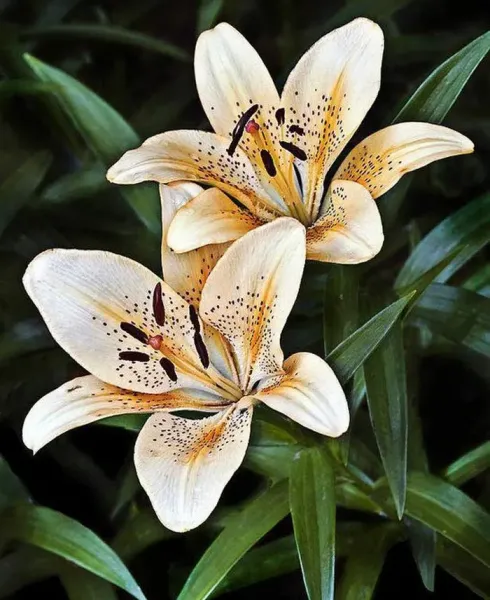 عکس گل سوسن