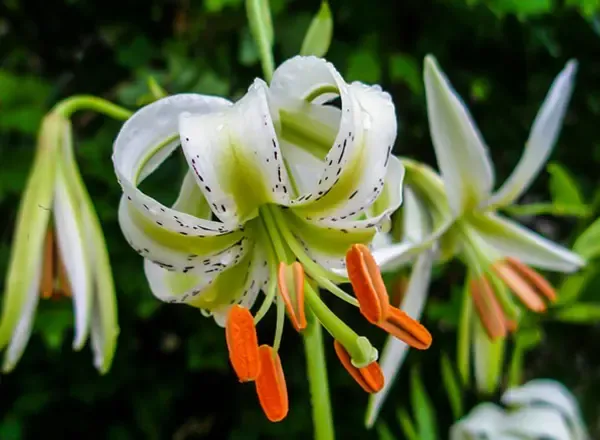  عکس گل سوسن