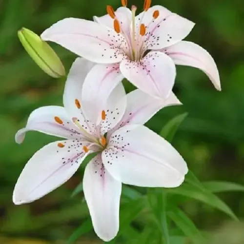  عکس گل سوسن