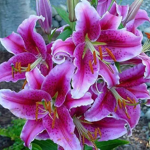  عکس گل سوسن