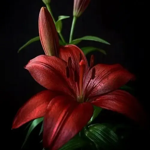  عکس گل سوسن