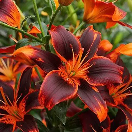  عکس گل سوسن