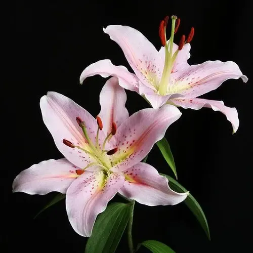  عکس گل سوسن