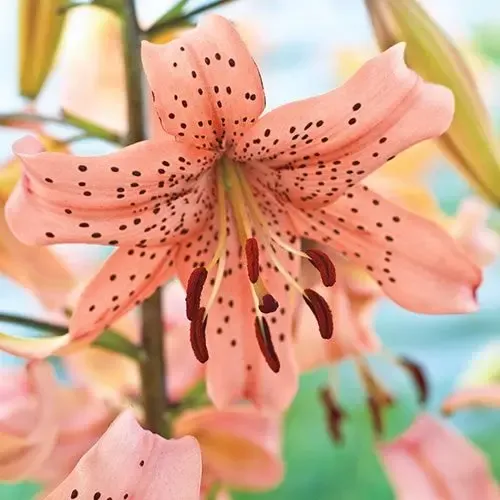  عکس گل سوسن