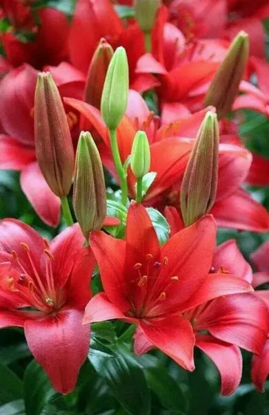  عکس گل سوسن