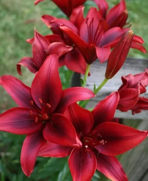  عکس گل سوسن