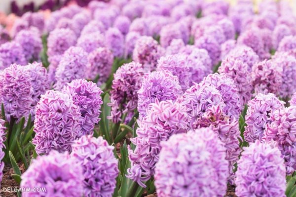  عکس گل سنبل وحشی