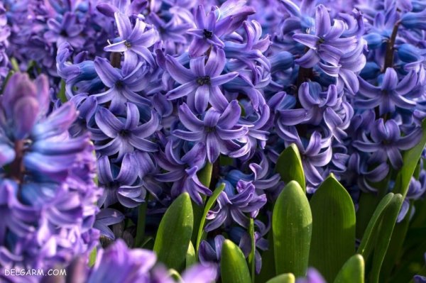  عکس گل سنبل وحشی