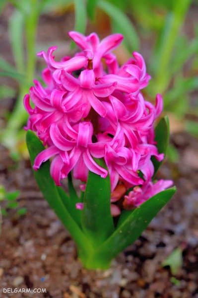  عکس گل سنبل وحشی