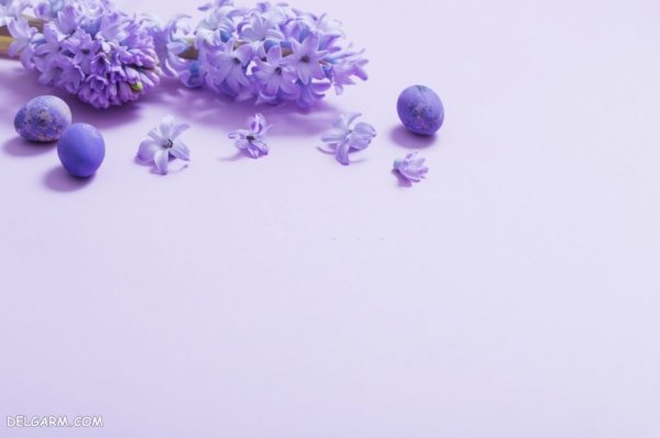  عکس گل سنبل وحشی