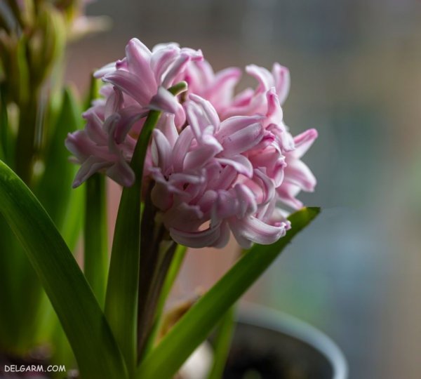  عکس گل سنبل وحشی