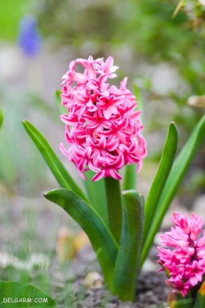  عکس گل سنبل وحشی