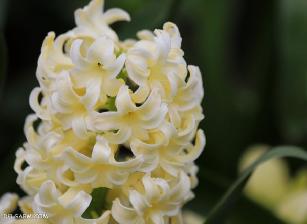  عکس گل سنبل وحشی