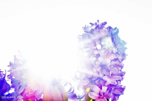  عکس گل سنبل وحشی