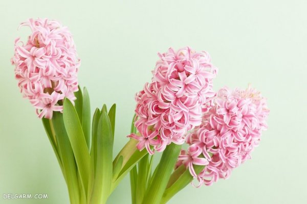  عکس گل سنبل وحشی