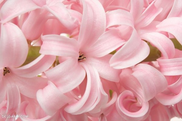  عکس گل سنبل وحشی