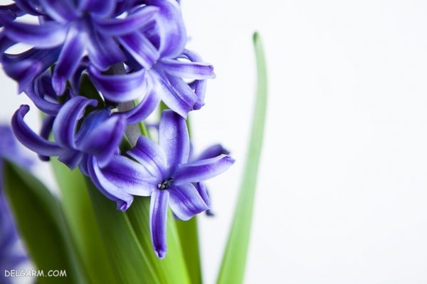  عکس گل سنبل وحشی