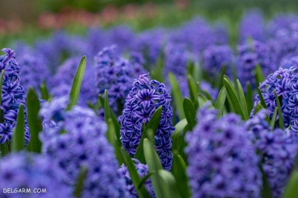  عکس گل سنبل وحشی