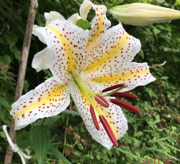 عکس گل سوسن وحشی