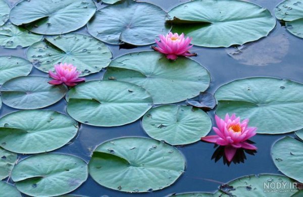  عکس گل سوسن وحشی