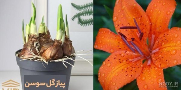  عکس گل سوسن وحشی