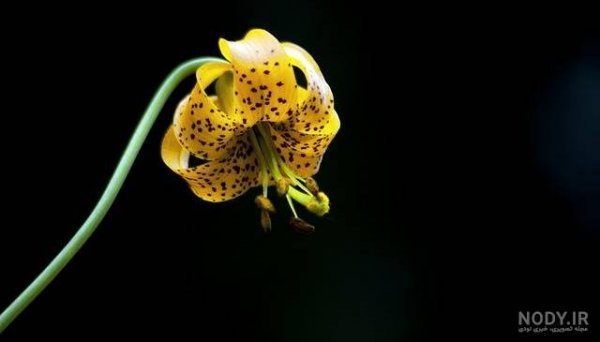  عکس گل سوسن وحشی