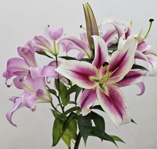  عکس گل سوسن وحشی