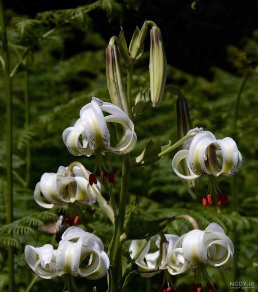  عکس گل سوسن وحشی