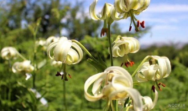  عکس گل سوسن وحشی