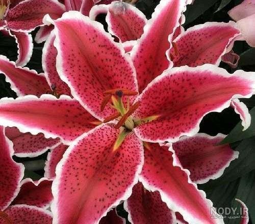  عکس گل سوسن وحشی