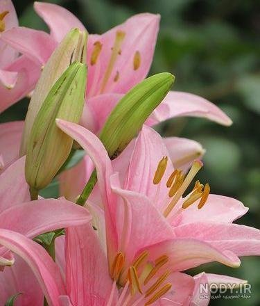  عکس گل سوسن وحشی