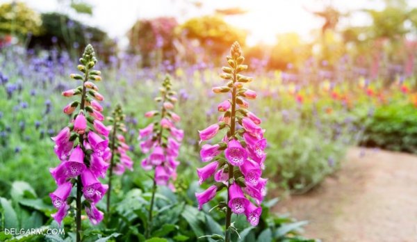  عکس گل انگشتانه استوری