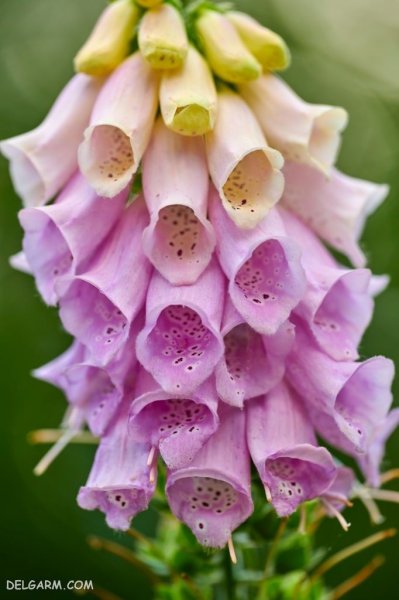  عکس گل انگشتانه استوری