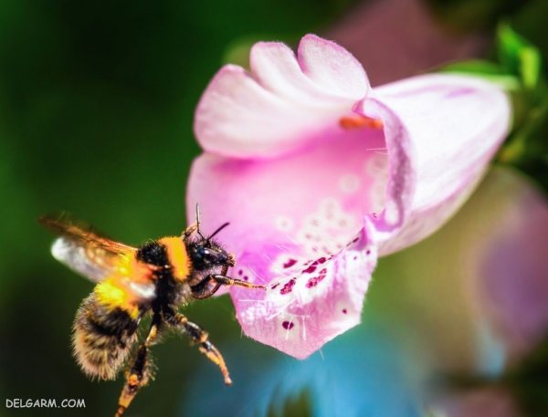  عکس گل انگشتانه استوری