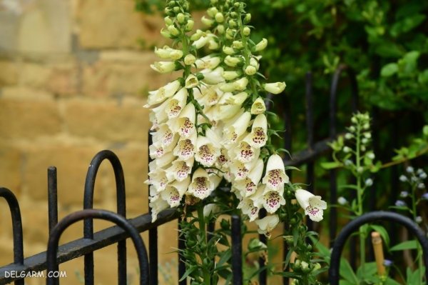  عکس گل انگشتانه استوری